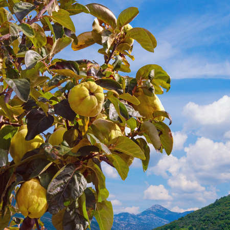 Branches of quince tree ( Cydonia oblonga ) with leaves and  ripe fruitsの写真素材
