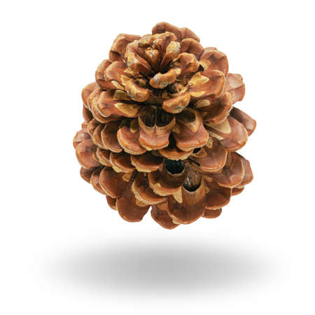 Pine cone isolated on whiteの写真素材