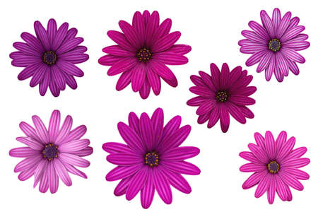 Flowers of Osteospermum ( African Daisies )  isolated on white backgroundの写真素材