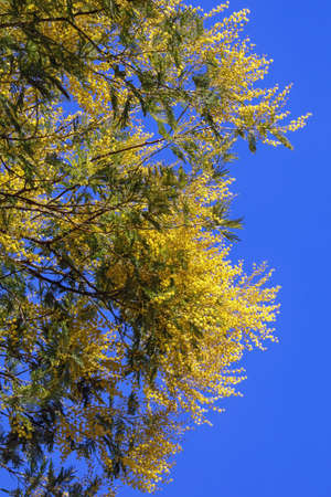 Spring flowers. Branches of Acacia dealbata tree ( mimosa )  with bright yellow flowers against blue skyの写真素材