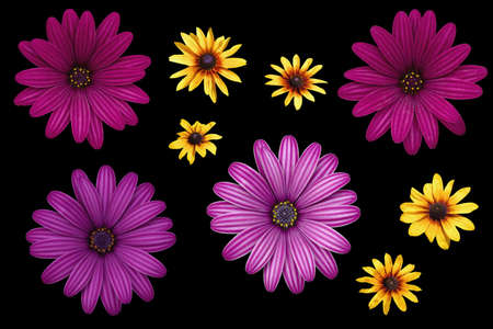 Pink flowers of Osteospermum ( African Daisies )  and bright yellow flowers of Rudbeckia hirta ( yellow daisy ) isolated on black backgroundの写真素材