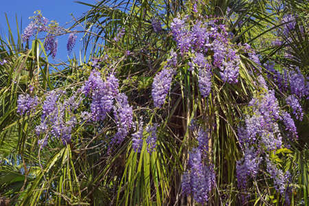 Spring flowers. Blooming wisteria vine in garden on sunny dayの写真素材