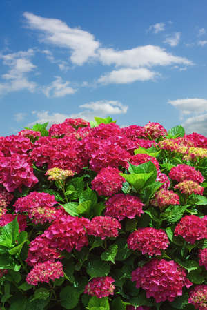 Flowers of hydrangea  (  Hydrangea macrophylla ) against blue sky and white cloudsの写真素材