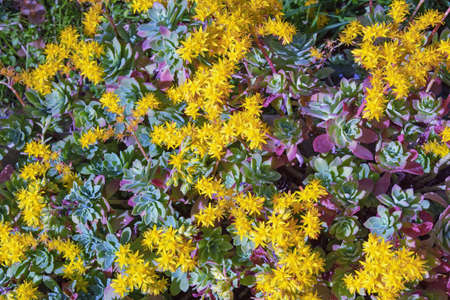 Yellow flowers of Sedum ( stonecrop, Sedum palmeri ) in gardenの写真素材