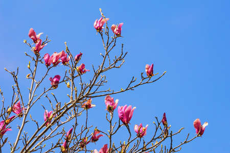 Branches and pink flowers of magnolia tree (Magnolia soulangeana) against blue sky on sunny spring day.  Space for textの写真素材