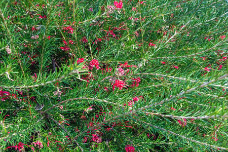 Red flowers and green leaves of Grevillea ( spider flowers ) in gardenの写真素材