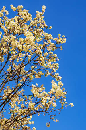 Springtime. Branches of blooming cherry tree with white flowers against  blue skyの写真素材