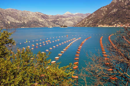 Beautiful Mediterranean landscape on sunny spring day. Montenegro, Adriatic Sea, view of Kotor Bay. Mussel farm.  Growing mussels, rope culture.の写真素材