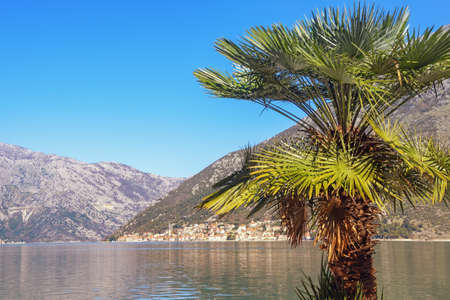 Beautiful Mediterranean landscape. Montenegro, Adriatic Sea. Fan palm ( Washingtonia robusta ) on...