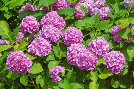 Pink flowers of Hydrangea ( Hydrangea macrophylla ) in gardenの写真素材