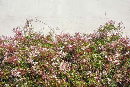Springtime. Blooming pink jasmine vine ( Jasminum polyanthum ). Beautiful floral border, space for textの写真素材