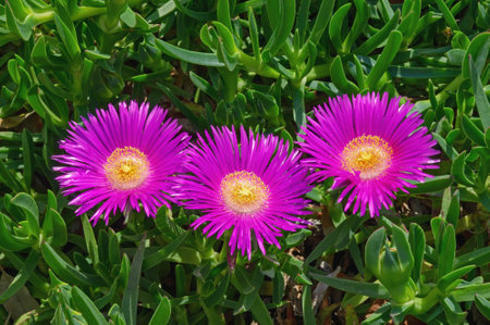 Bright pink-purple flowers of succulent plant of  Elands sourfig  ( Carpobrotus acinaciformis )