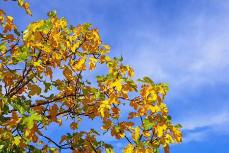 Autumn. Branches with yellow autumn leaves against sky on sunny day.  Fig tree ( Ficus carica )の写真素材