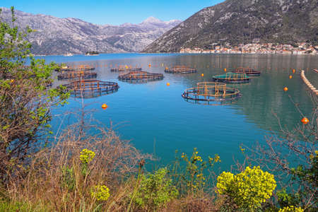 Fish farm. Beautiful Mediterranean landscape. Montenegro. View of Kotor Bay on sunny spring dayの写真素材