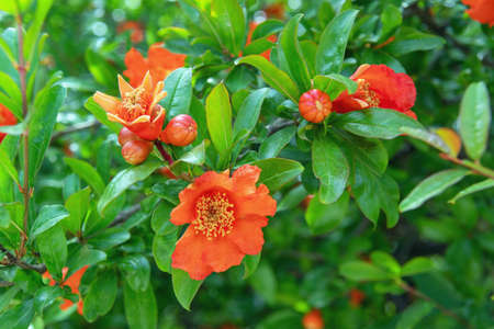 Branches of pomegranate tree ( Punica granatum ) with bright red flowers and green leaves on spring dayの写真素材