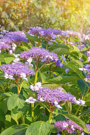 Flowers of Hydrangea aspera ( rough-leaved hydrangea ) in garden on sunny summer dayの写真素材