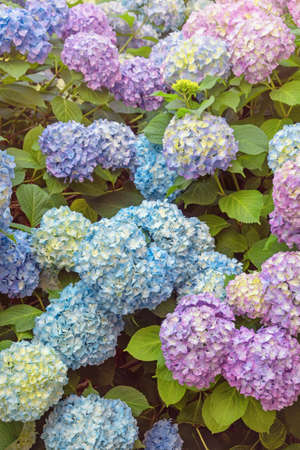 Beautiful colorful flowers of hydrangea ( Hydrangea macrophylla )の写真素材