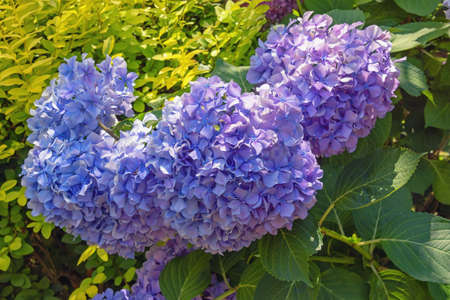 Beautiful blue flowers of hydrangea ( Hydrangea macrophylla ) in gardenの写真素材