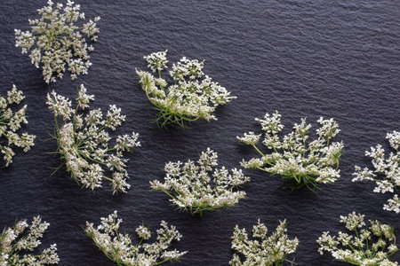 White flowers of hemlock ( Conium maculatum ) on black background.  Copy spaceの写真素材