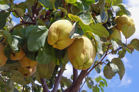 Branches of quince tree ( Cydonia oblonga ) with leaves and  ripe fruitの写真素材