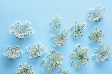 White flowers of hemlock ( Conium maculatum ) on blue background. Copy space