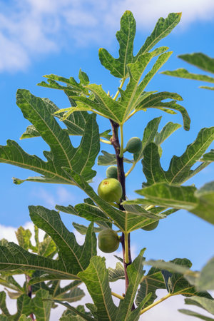 Fig tree branch ( Ficus carica )  with  leaves and fruit against sky