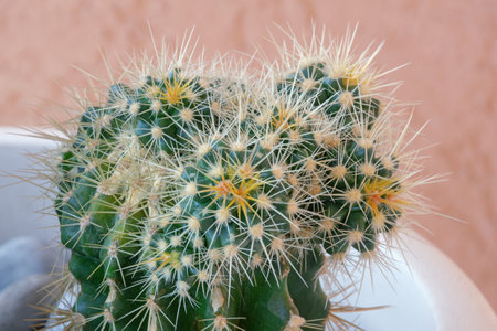 Hobby concept, cacti. Golden barrel cactus  ( Echinocactus Grusonii )の写真素材