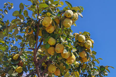 Branches of quince tree ( Cydonia oblonga ) with leaves and  ripe fruit against blue sky on sunny dayの写真素材