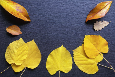 Autumn. Yellow leaves on black  background. Flat lay, copy spaceの写真素材