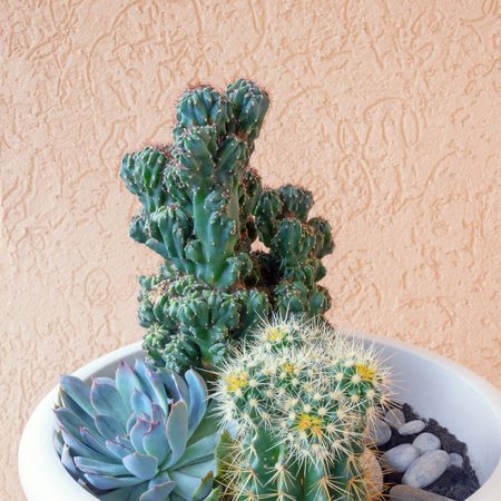 Hobby concept. Group of cacti in flowerpot. Cereus Forbesii Monster cactus, Golden barrel cactus, blue Sempervivum. Copy spaceの写真素材