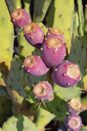 Purple fruits of Opuntia ( prickly pear or pear cactus ) in garden on sunny autumn day. Montenegroの写真素材