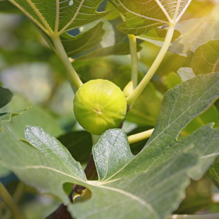 Leaves and fruit of fig tree (Ficus carica)の写真素材