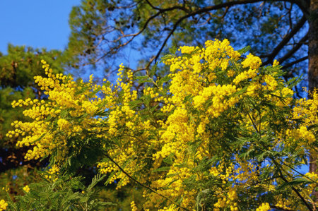 Bright yellow flowers of Acacia Dealbata  tree in park on sunny spring dayの写真素材