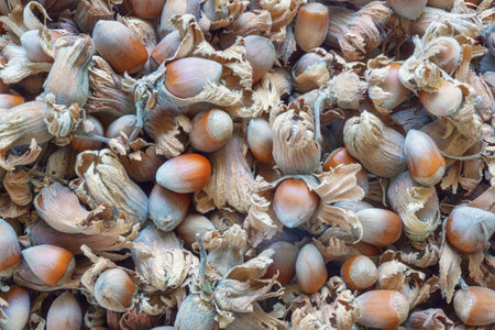 Nuts. Ripe hazelnuts in husk from forest, backgroundの写真素材