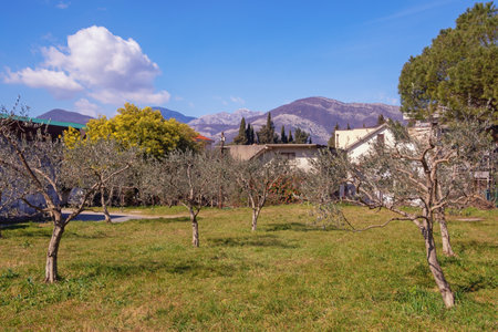 Beautiful spring Mediterranean landscape. Small grove of young olive trees in village on sunny day . Montenegro, Tivatの写真素材