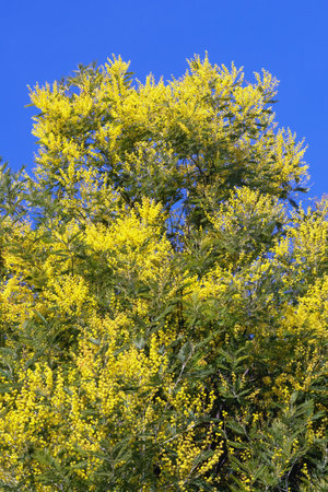 Bright yellow flowers of Acacia dealbata tree against blue skyの写真素材
