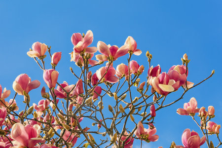 Spring flowers. Bright pink flowers of magnolia tree (Magnolia soulangeana) against blue skyの写真素材