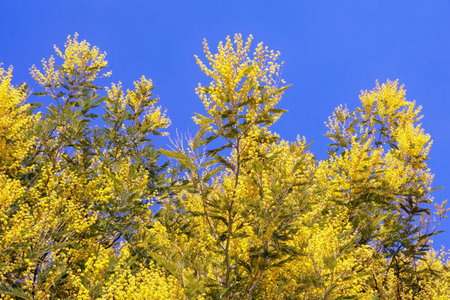 Sunny spring flowers. Branches of Acacia dealbata tree with bright yellow flowers against blue skyの写真素材