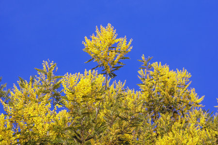 Bright yellow flowers of Acacia dealbata tree  against blue skyの写真素材