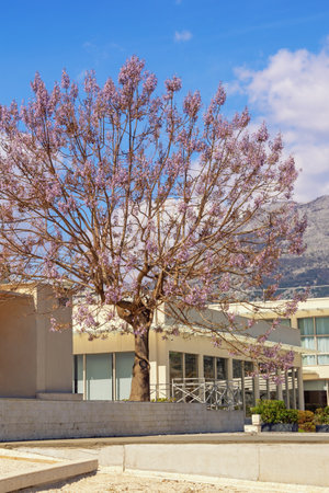 Empress tree ( Paulownia tomentosa ) in bloom. Montenegro, Prcanj townの写真素材