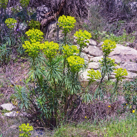 Bright yellow spring flowers of Dinaric Alps. Euphorbia characias (Mediterranean spurge or Albanian spurge). Montenegroの写真素材