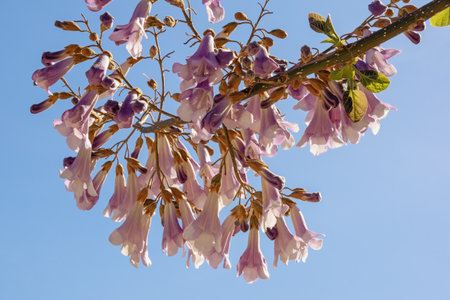 Branch of Empress tree ( Paulownia tomentosa ) with  beautiful pink flowers against blue skyの写真素材