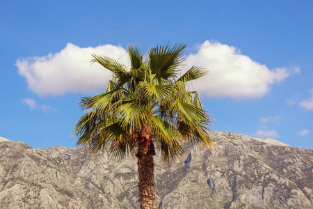 Fan palm ( Washingtonia robusta ) on sunny day against blue sky and white clouds. Vacation concept. Montenegroの写真素材
