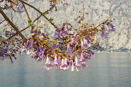Springtime. Branches of  beautiful flowers of Empress tree ( Paulownia tomentosa ). Montenegroの写真素材