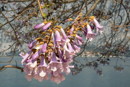 Branches of Empress tree ( Paulownia tomentosa ) with  beautiful pink flowers. Monteregro, coast of Kotor Bayの写真素材