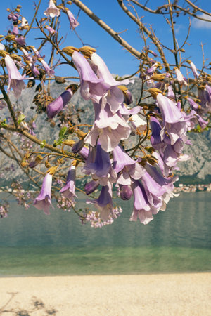 Branches of Empress tree ( Paulownia tomentosa ) with  beautiful pink flowers. Montenegro, coast of Kotor Bayの写真素材