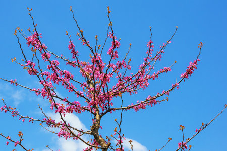 Cercis  siliquastrum  tree ( Judas tree ). Ornamental tree with bright pink flowers against sky on sunny spring dayの写真素材