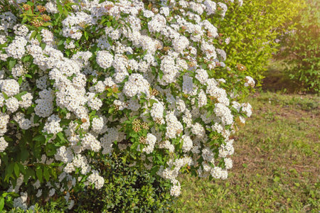 Spring flowers. Flowering shrub of Spiraea cantoniensis in gardenの写真素材