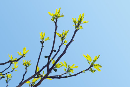 Silhouette of fig tree branch with immature fruit against blue sky on sunny spring day, backgroundの写真素材