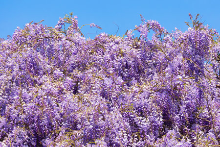 Spring flowers. Blooming wisteria against blue skyの写真素材
